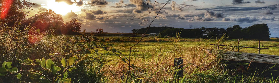 ferienhaus_texelwald_der-dennenbos_header